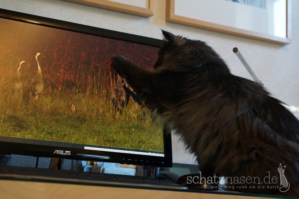 Heimatkunde-Unterricht für Katzen, Lektion I - Kraniche in Mecklenburg VP
Rasmus findets spannend... 😂 (eigentlich wollte ICH das gucken)