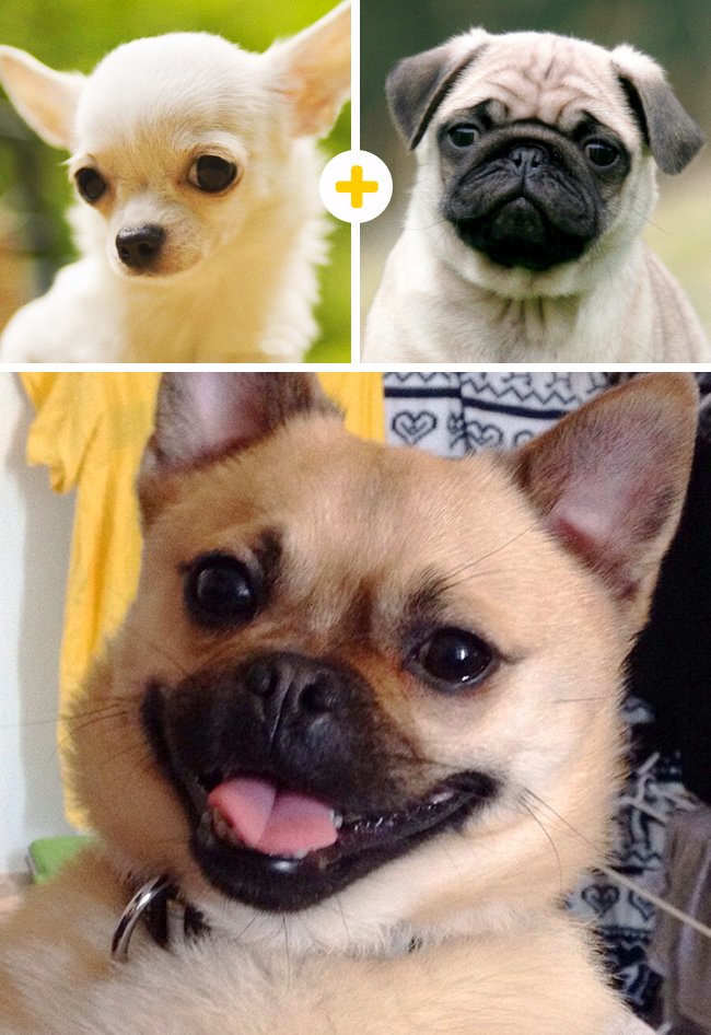 OttoSoyotto's tweet photo. ¡¡WOWF,WOWF!! Chug (Chihuahua + Pug) #RICKOTTO ❤ 🐾 https://t.co/xsox4cABEn