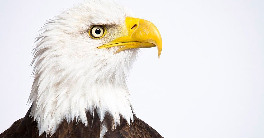 Staff photographer <a href="/KevinARoberts/">Kevin A. Roberts</a> shares the stories behind some of 2016's most memorable images.
stlmag.com/arts/top-photo… <a href="/WBSSTL/">World Bird Sanctuary</a>