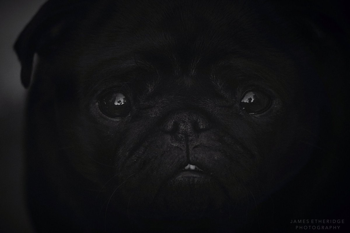 Luna_Pug's tweet photo. Daddy's (@edna_etheridge) been taking photos of me again! #poser #DIVAPUG #puglove #lovethecamera #workit #pugsrule #diva #thatface https://t.co/Ilexq8WaYX