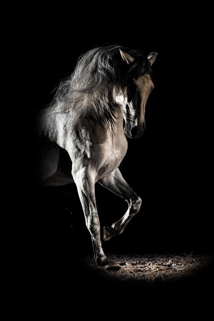 sdaheralmosawi's tweet photo. #تصبحون_على_خير #الخيول #horses #bahrain #bh #manama #weekend #saydan # https://t.co/XklmTSaCkZ