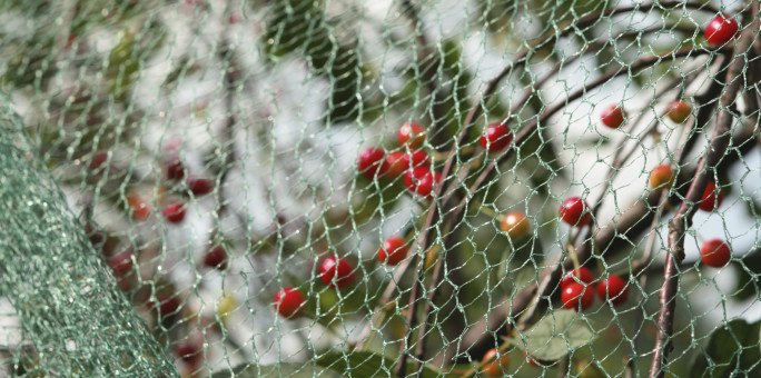 LotusDawn's tweet photo. How to Defend Your Garden From Common Pests https://t.co/oz1JOp4YPi #GardeningTips https://t.co/rL1zloTvQM