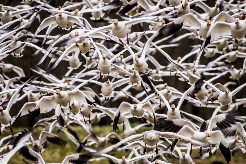 Nancy J. Wagner on Twitter: Seeing 1000s of #snow #geese flying towards me was breathtaking. Looks chaotic, but they take to the air very methodically. #Skagit #birding