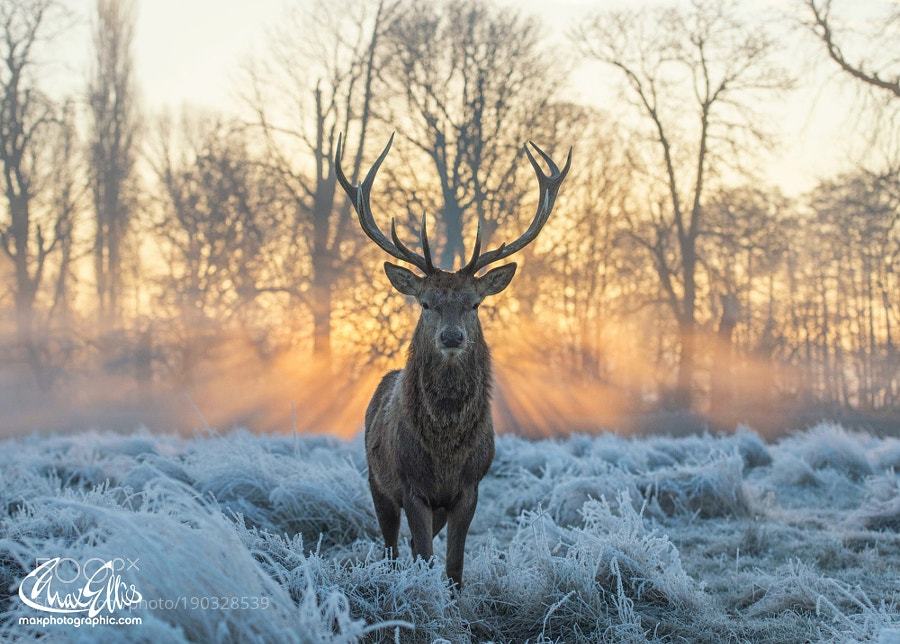 Randallr75's tweet photo. #Photography | Cloaked in gold in a sea of frost | #PhotoOfTheDay #Travel #Photo https://t.co/bvOdEYAtZi