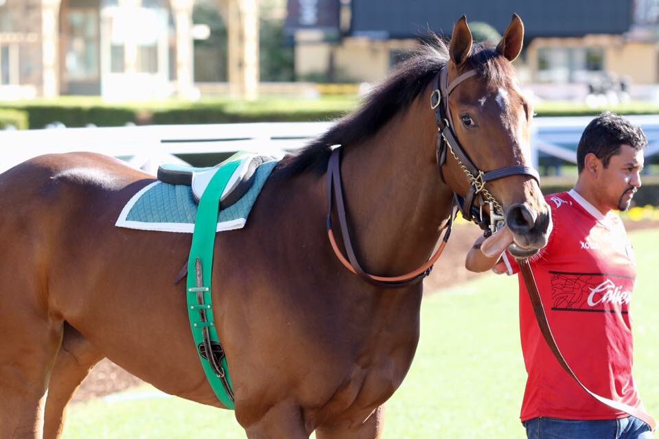 SMcCarthyRacing's tweet photo. Soleil Couchant did some paddock schooling this morning at Santa Anita, getting ready for her debut tomorrow! https://t.co/pwvaHgcjY4