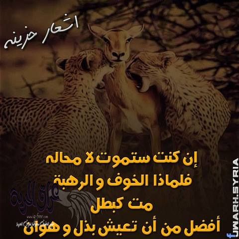 ام حسين (@albnyna5) on Twitter photo 
