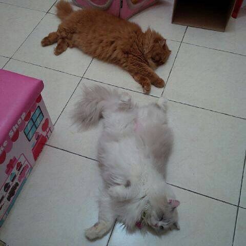 merylind's tweet photo. It's #jellybellyfriday time! 😻😻
@jasonburny #catsoftwitter
.
.
#Catsofinstagram #catsofwo… https://t.co/hXVmOCZbkq https://t.co/p1MYefD6el