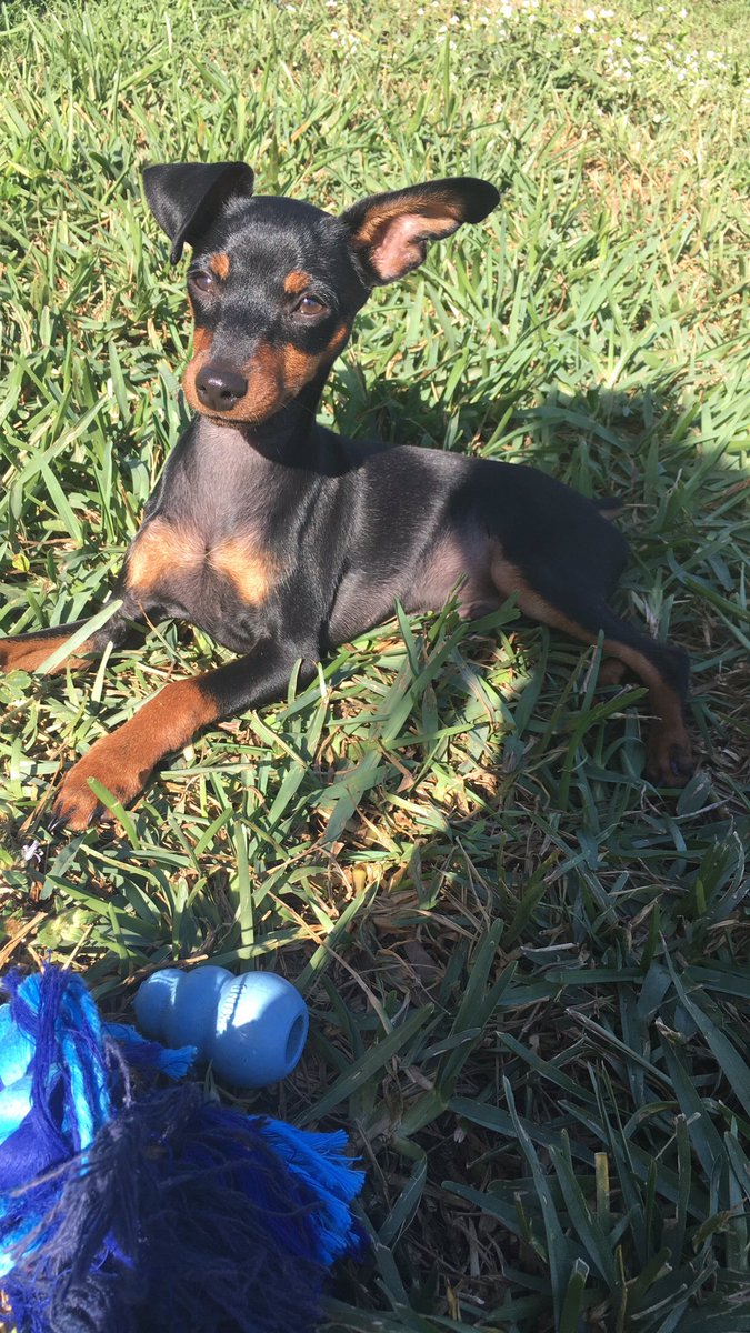 chrisssypyleee's tweet photo. Just look at my puppy 😍😍😍 https://t.co/DjEQ0paU7u