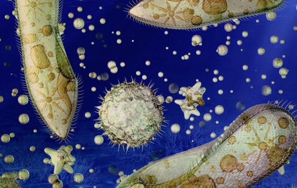 OceanChampions's tweet image. MT: #Fish can't survive in #DeadZones, but some #bacteria do just fine there. ow.ly/bND9307nCbx via @MissionBlue