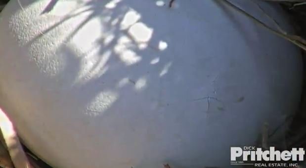 10TampaBay's tweet photo. THAT is definitely a crack. We're getting close to an eaglet hatching! 
Watch live --> https://t.co/abDxfVbWUX  #HatchWatch2016 https://t.co/K7sD3efDQ0