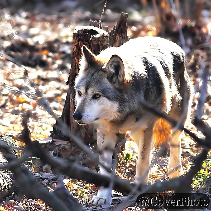CoverPhoto's tweet image. Yeah, these guys are mildly intimidating. #mexicanwolf @ColumbusZoo #wolvesoftwitter