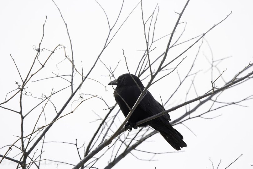 dragonflyAT97's tweet photo. 2016-12-21: Still life with crow

#project365 #photoaday2016 https://t.co/grmY2KkBtC