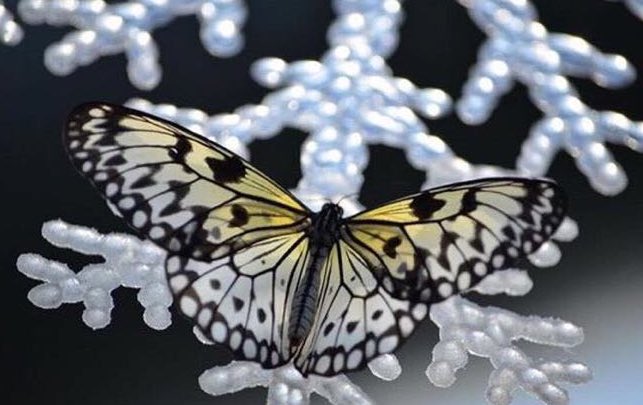 teamankafll's tweet photo. Kelebekler soğuk havada uçamazlar. 🦋💙 #butterfly #fll #fll2016 #animal #FIRST https://t.co/IWtkCPWB1g