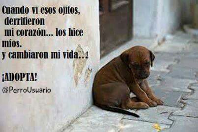 Esta es una dulce e inocente mirada que se queda para siempre en tu corazón❤  #ADOPTA