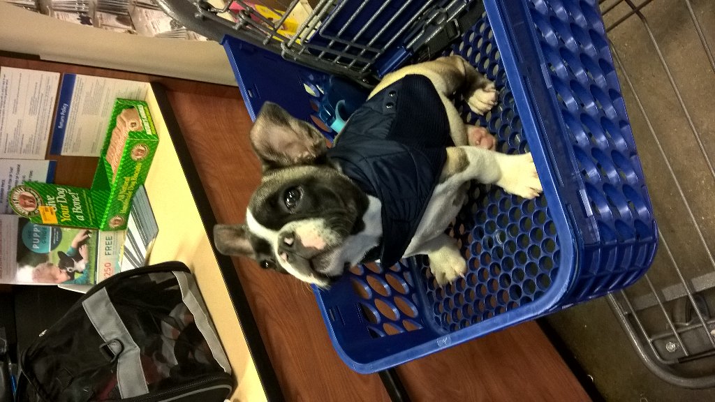 PetSmart #2392 tweet media