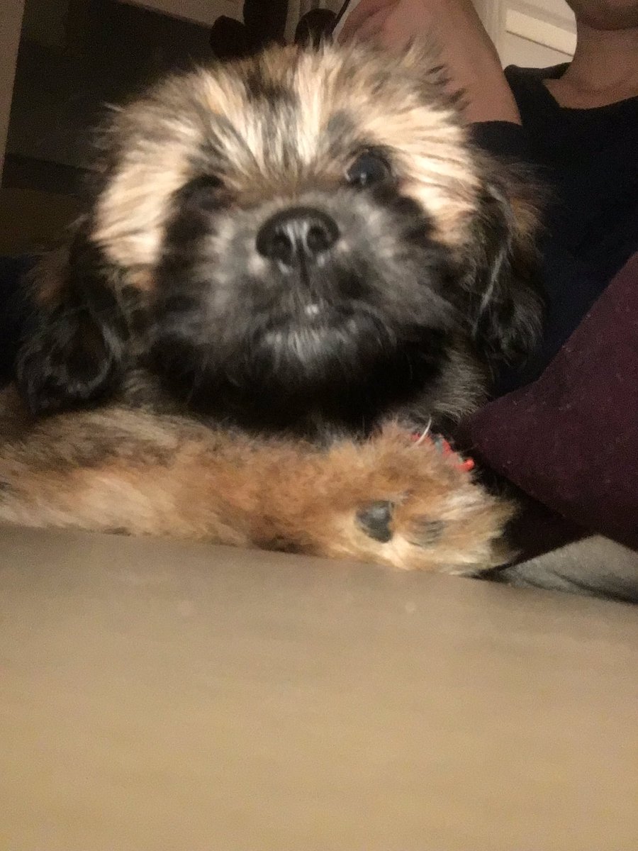 Lekker luisteren naar leuke muziek met pap mama iris Henk en pien (onze hond) groeten uit hengelo  #Top2000