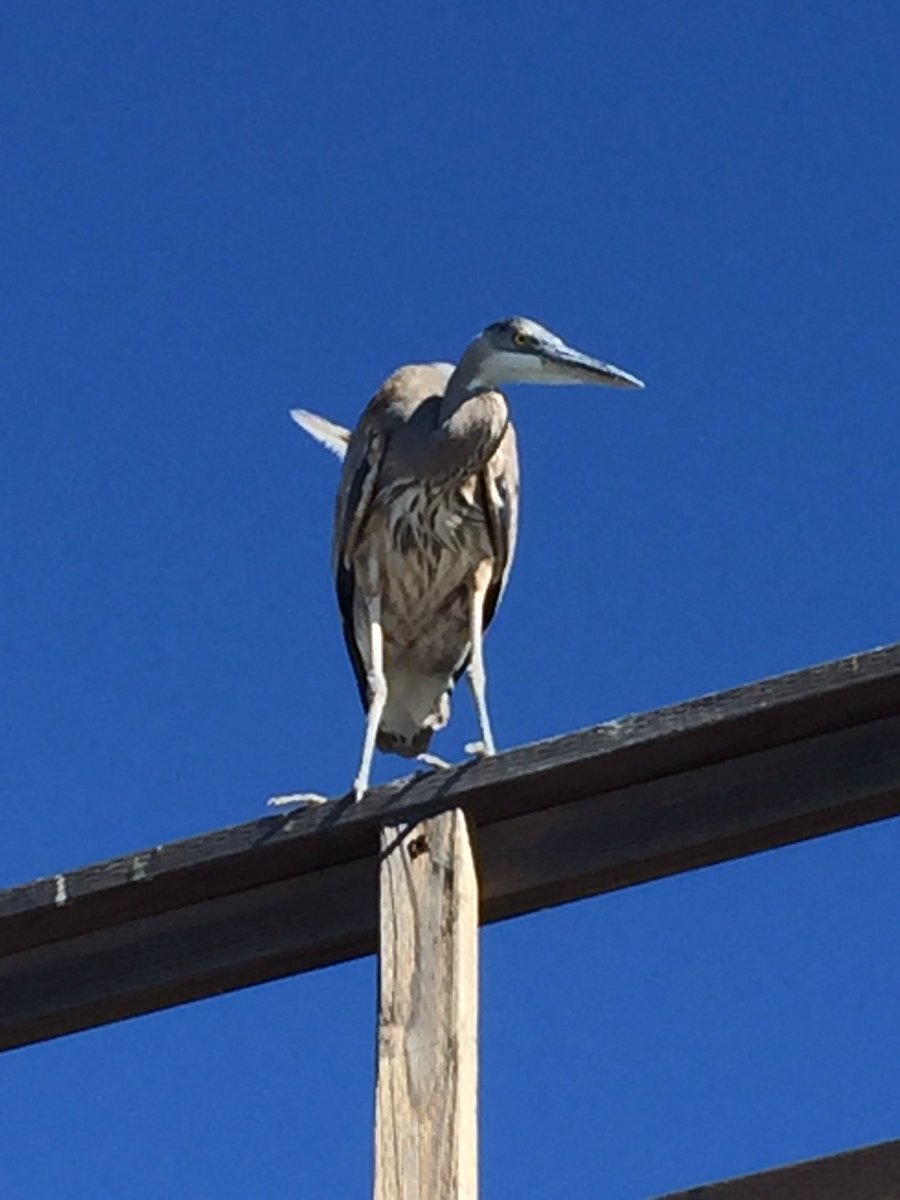 Young blue heron comes by bait shop every morning for a snack then off he goes to the delight of many children