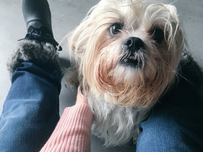 Hey you guys, I think this might be serious 🤗🐶💖 https://t.co/kQoDESqK9i<a href="/tag/wishlist"class="tags"><span>#wishlist</span></a>