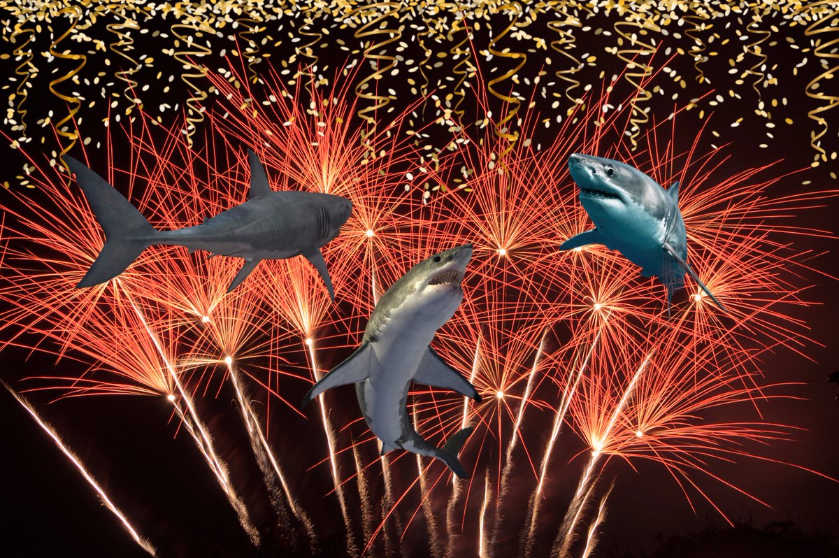 deep blue shark band deep blue shark band