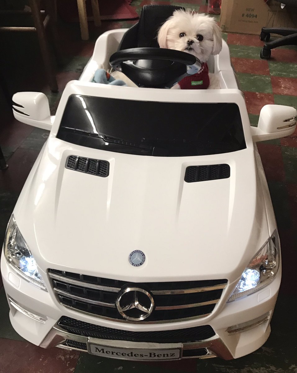 Danisingz's tweet photo. Shyla has officially joined the Mercedes Benz family as well!! @MercedesBenz @MBNashville  @motorworldauto #VIPpup #mercedesbenz https://t.co/XO4CpviuzW