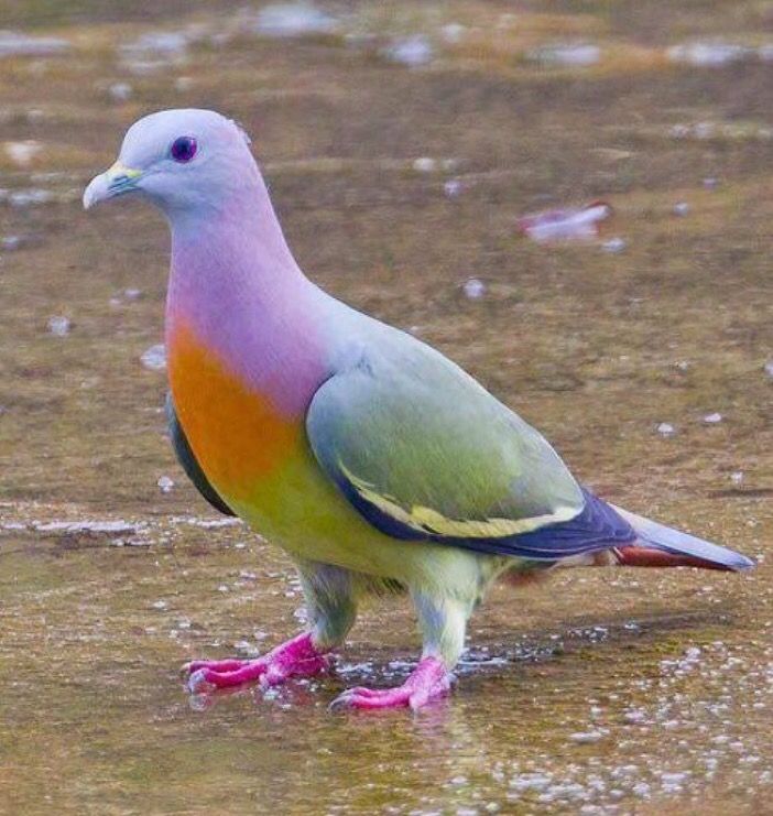 FunnyPicsDepot's tweet photo. this is a rare rainbow pigeon, RT IF YOU WANT GOODLUCK IN 2017 https://t.co/CG0RZdCR84