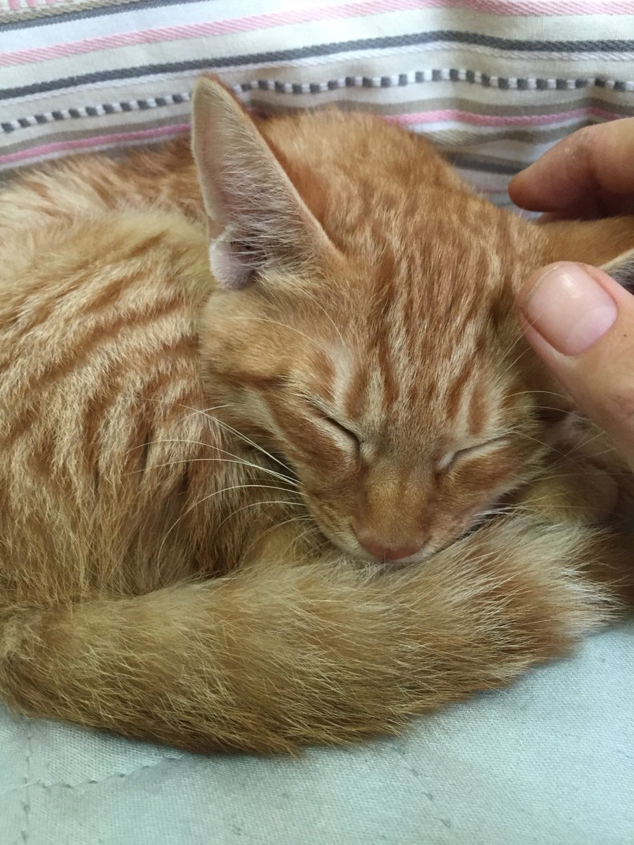 こんなだったちびが