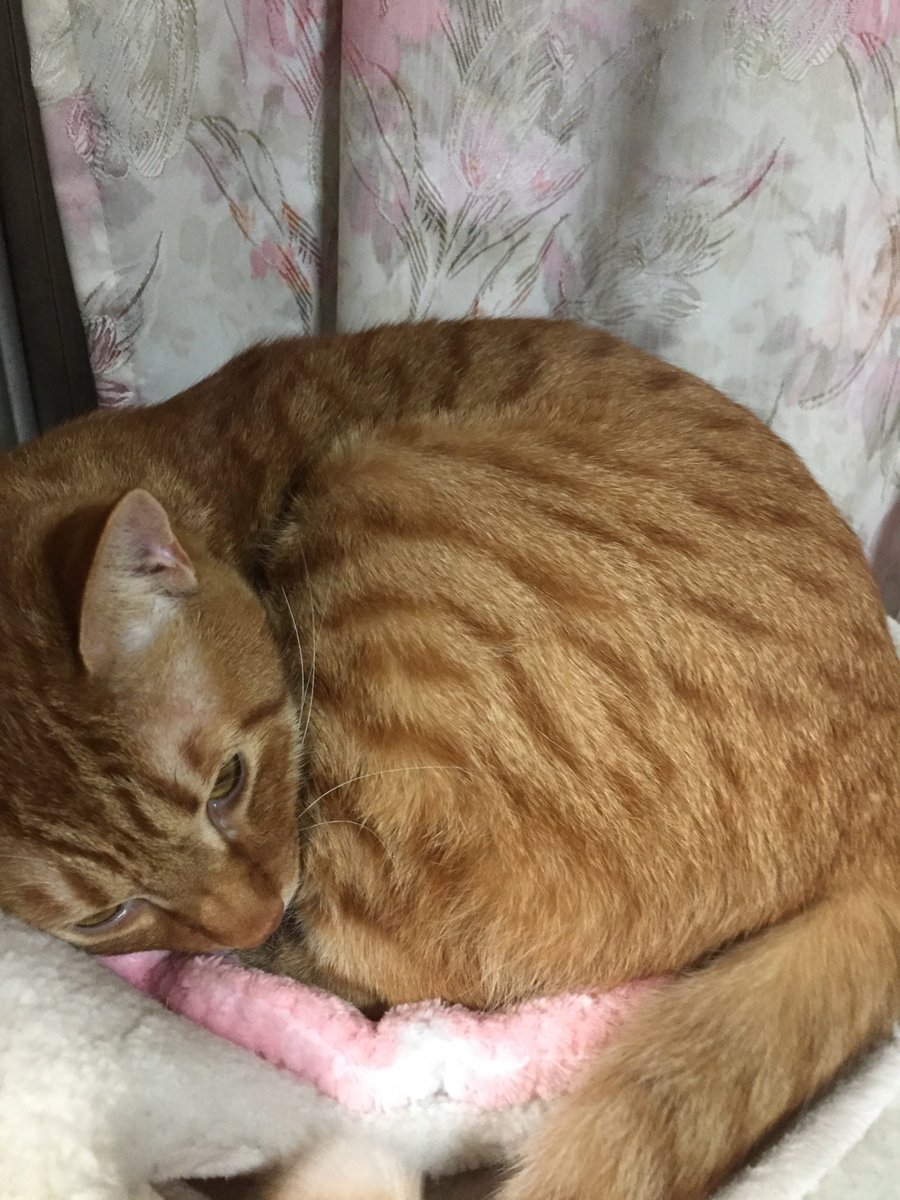 こんなにおっきくなったり