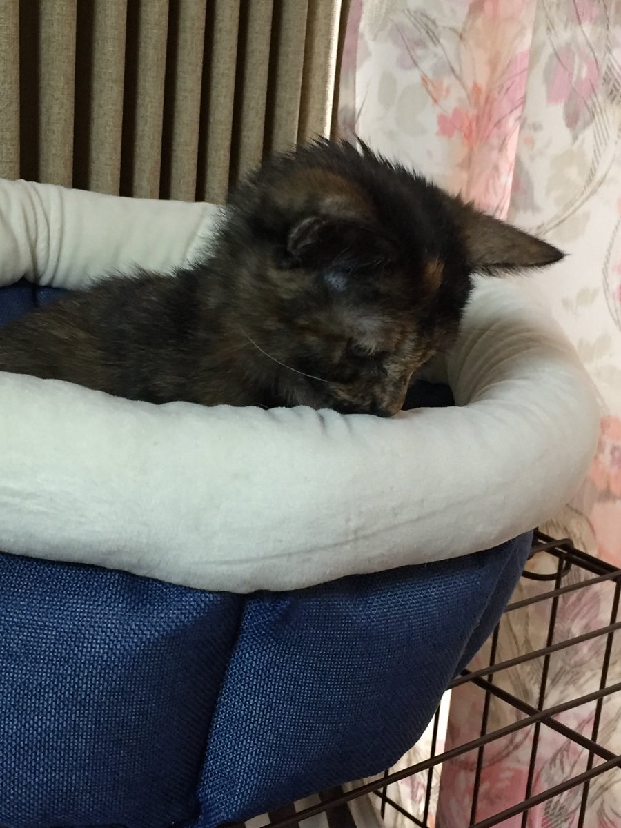 新しいちびが増えてみたり