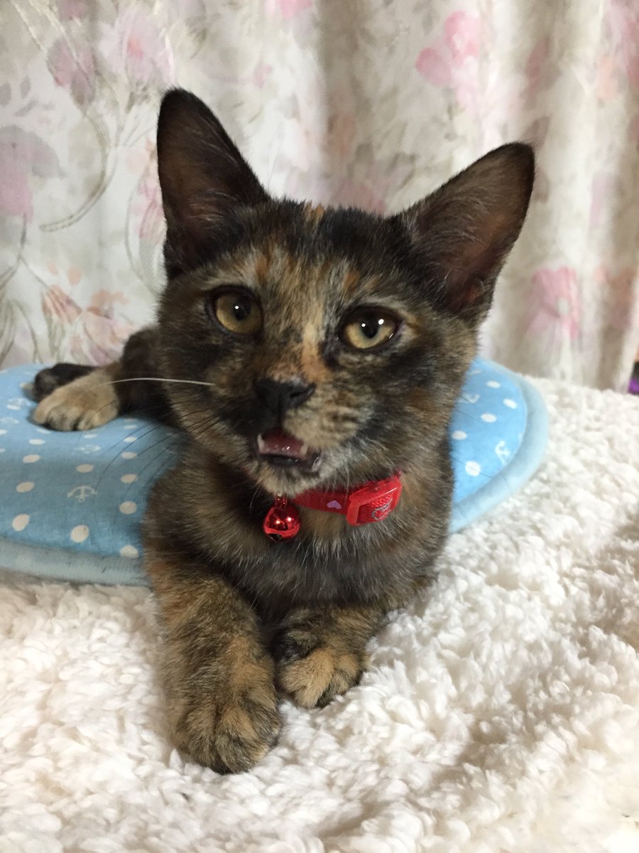 男の子が来るはずだったのに間違って女の子が来ちゃったので、名前はアン