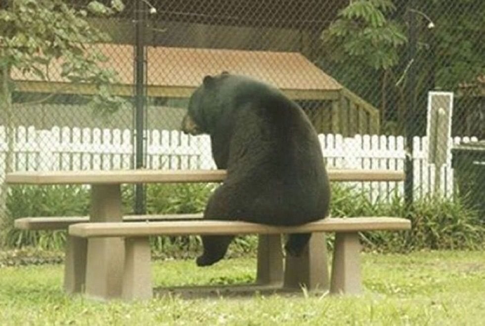 Relacionable's tweet image. "No sé, a veces siento que hay más en la vida que comer miel y robar cestas de picnic"