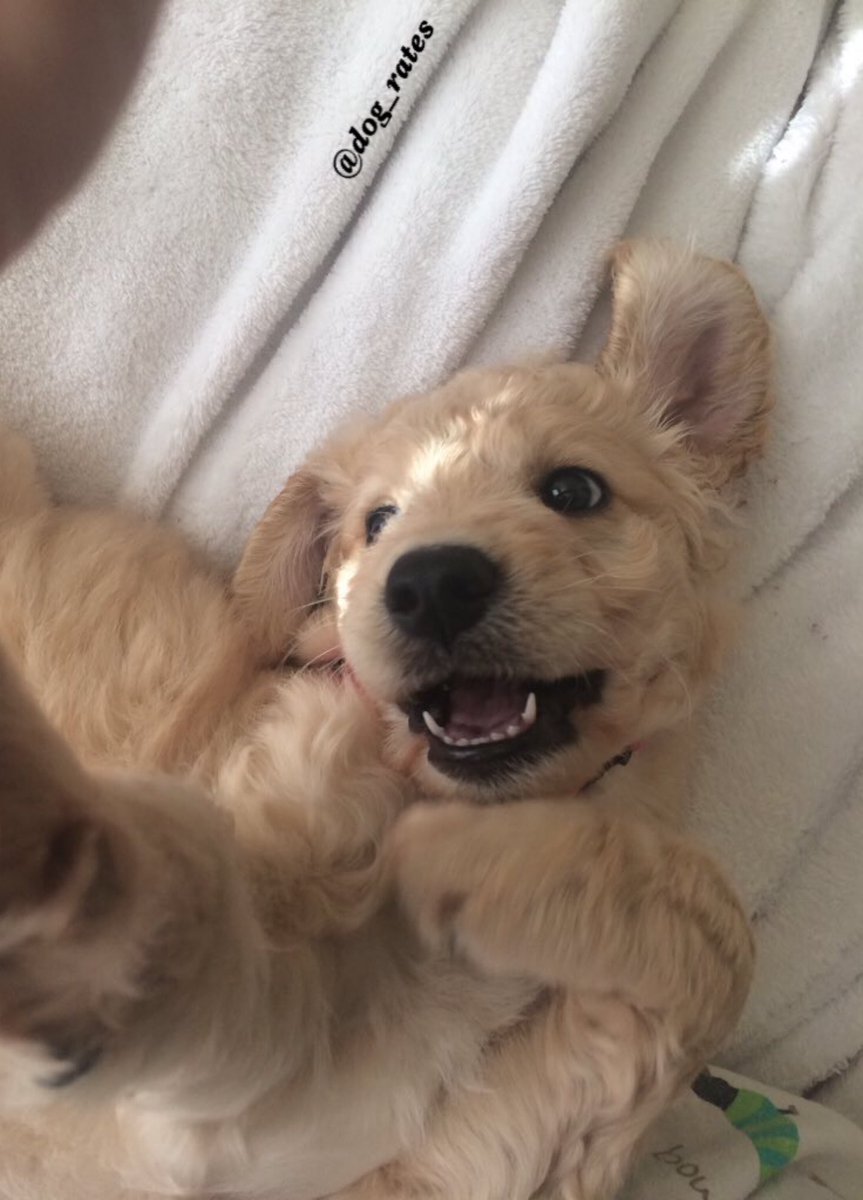 dog_rates's tweet photo. This is Olivia. She's a passionate advocate of candid selfies. 12/10 would boop shnoop https://t.co/0LdNjoiNbv