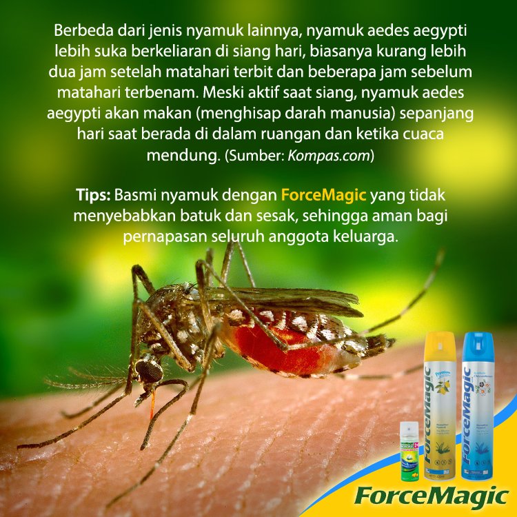 ForceMagicID's tweet photo. Jawaban yg tepat dari #ForceMagicFun sebelumnya adalah nyamuk aedes aegypti, ForceMagic Lovers. RT buat kamu yang menjawab dengan benar. https://t.co/TKGMqhJdn7