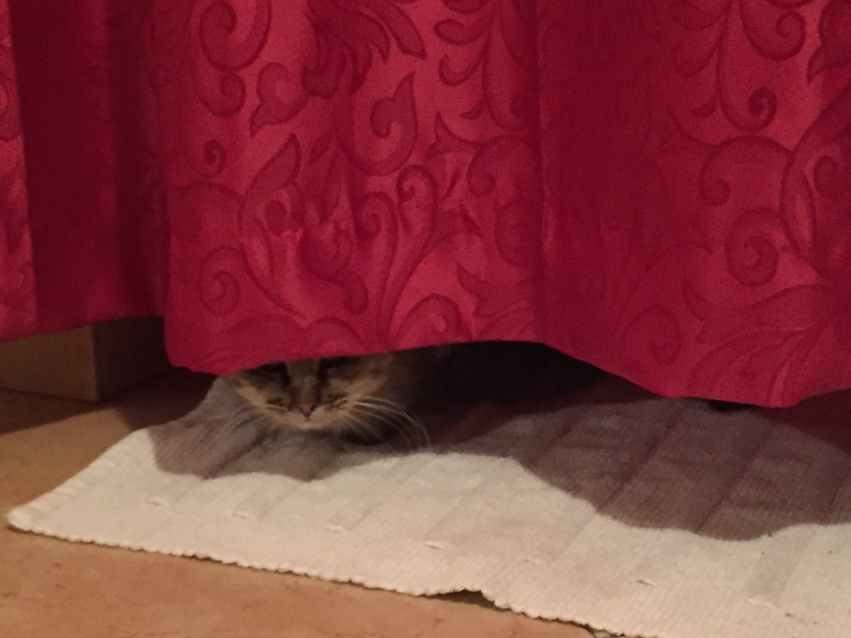 focchettina's tweet photo. Tranquilla non ti vede nessuno 🙄🙄 https://t.co/Wz8dI1fx9x