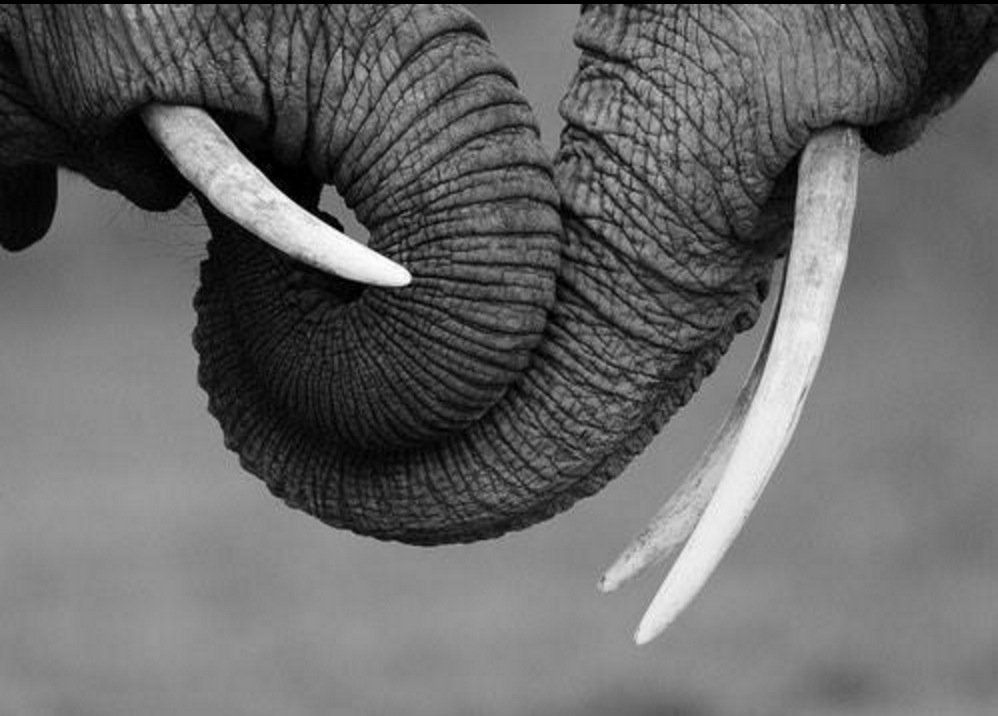 shopivoryella's tweet photo. 😍🙌 🐘 https://t.co/wtfiq6qRVO