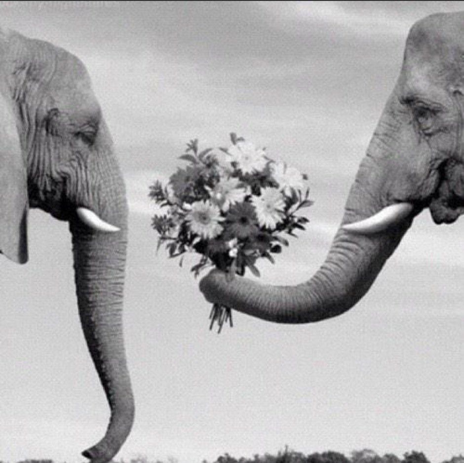 shopivoryella's tweet photo. 😍🙌 🐘 https://t.co/wtfiq6qRVO