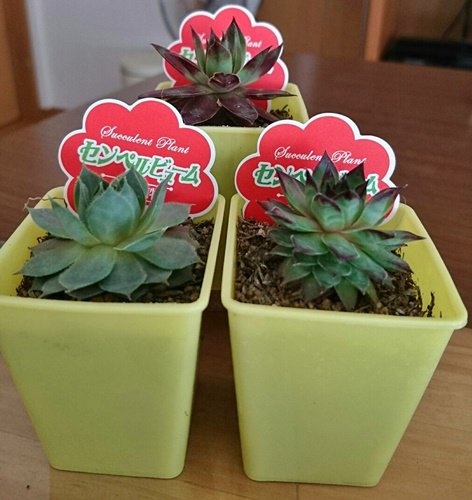 熊童子 ๑ ๑ タニラー初心者 Bearsucculent Twitter