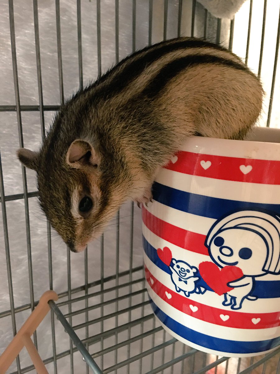 Huan0911's tweet photo. 肥麵⋯你在幹嘛？
居然這樣睡覺😂😂😂😂😂

#花栗鼠 #肥麵 #杯麵 #chipmunk https://t.co/48cCPuzMRt