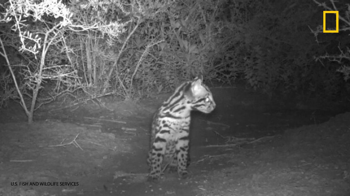 NatGeoPhotos's tweet image. Incredibly cute and incredibly elusive, take a look at rare photos of ocelot kitten: on.natgeo.com/2inSv7b