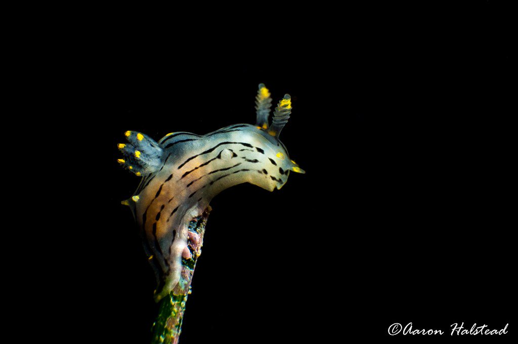 nullframe_'s tweet image. Holiday diving aaronhalstead.com/2016/12/29/hol…