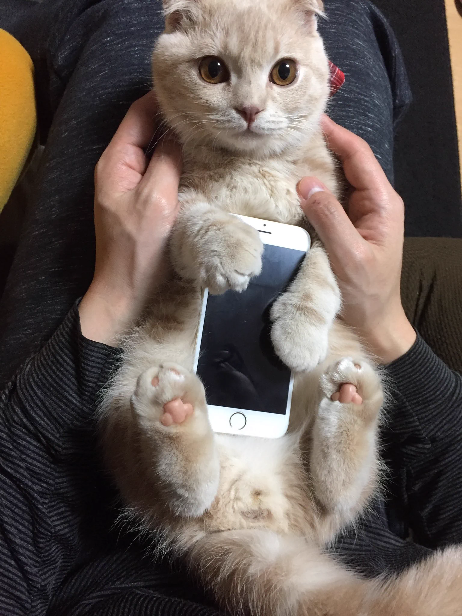 猫がスマホを優しく包み込んでくれるiPhoneケース…めっちゃほしいｗｗｗ