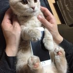 猫がスマホを優しく包み込んでくれるiPhoneケース…めっちゃほしい!