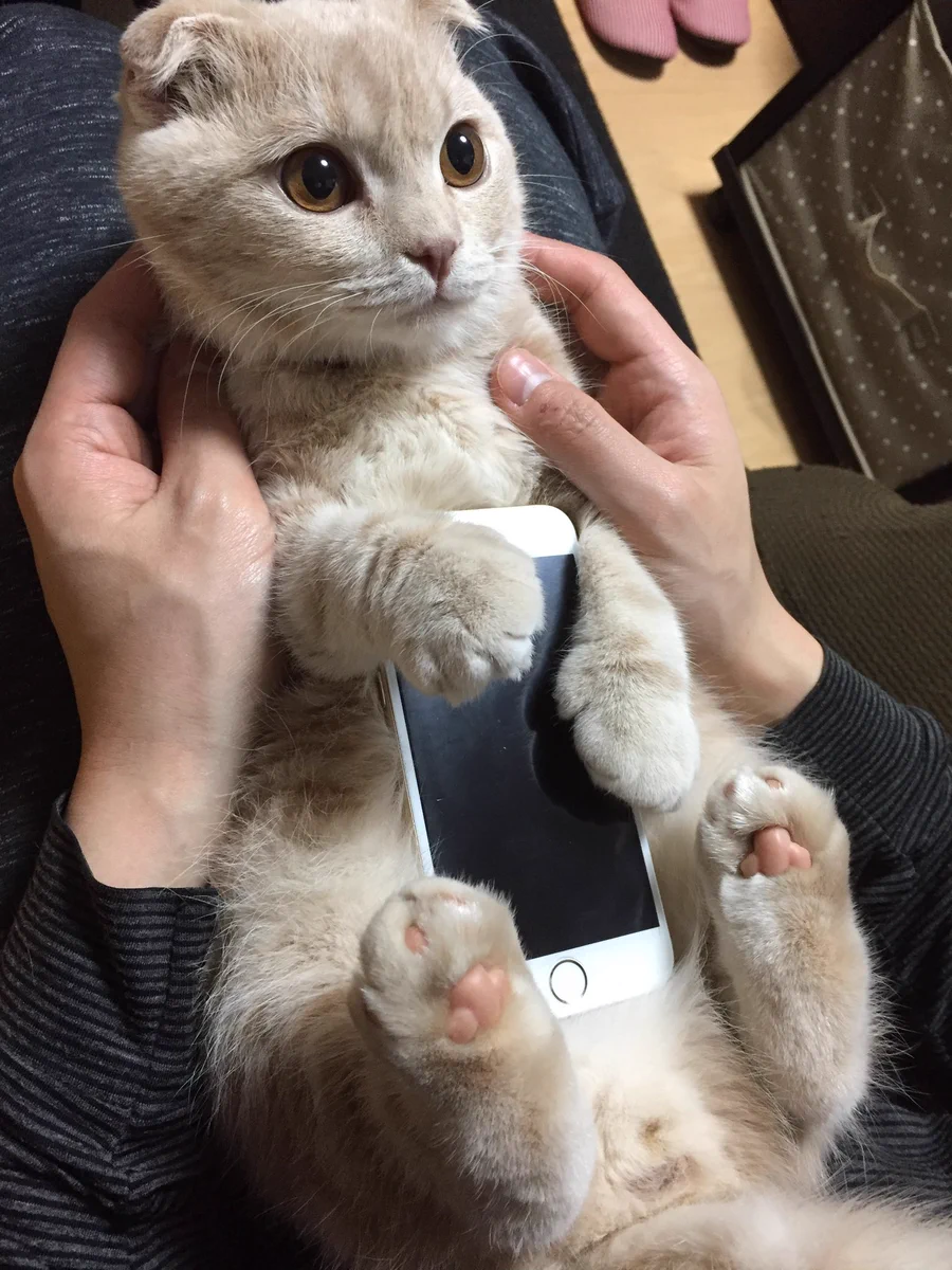 猫がスマホを優しく包み込んでくれるiPhoneケース…めっちゃほしいｗｗｗ