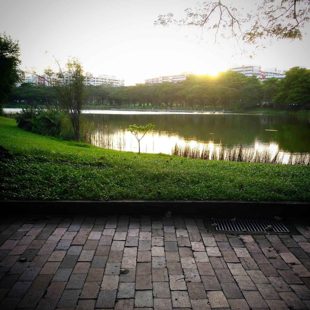 Beatrix_Roque's tweet photo. Enjoyin the sunrise at the park! #sunrise #fridaymornings https://t.co/h4SffohlPI