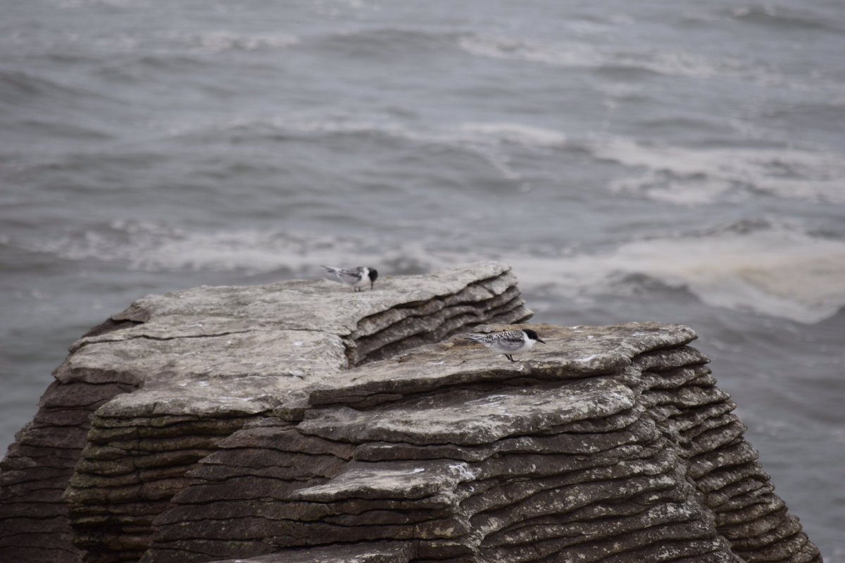 ItsAegos's tweet photo. Went to Punakiki, or 'Pancake Rocks' on the west coast https://t.co/I04dPShnR5