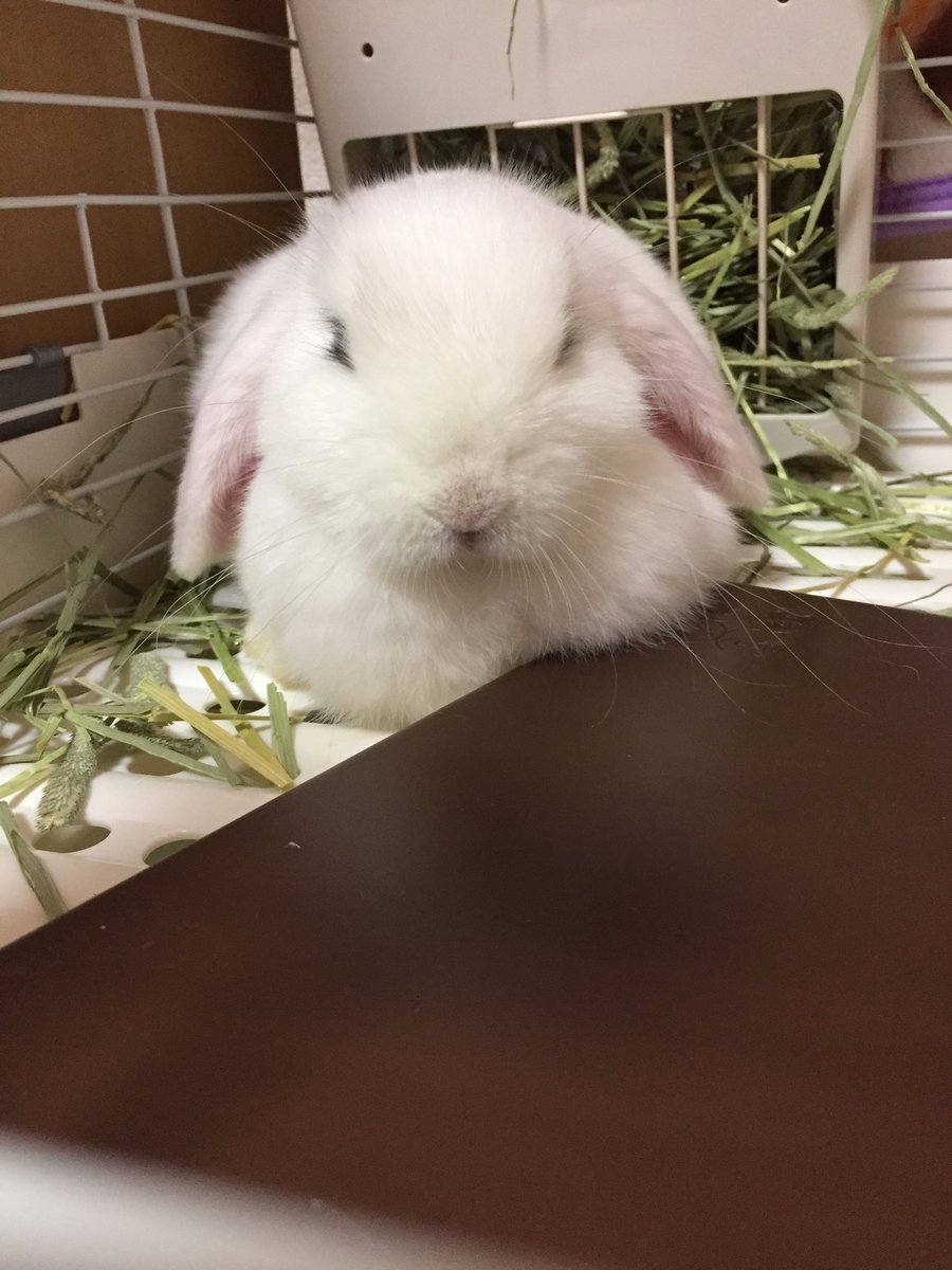 うさぎまみれのとらちゃん 昨夜から下痢で夜間診療してるところに電話しまくったけど 結局どこも捕まらず 今朝病院で薬を貰ってきました 1日3回の飲み薬で様子を見ることになったけど本当に大丈夫なのかなー 透明のゲル状のうんちは今日もたまに出