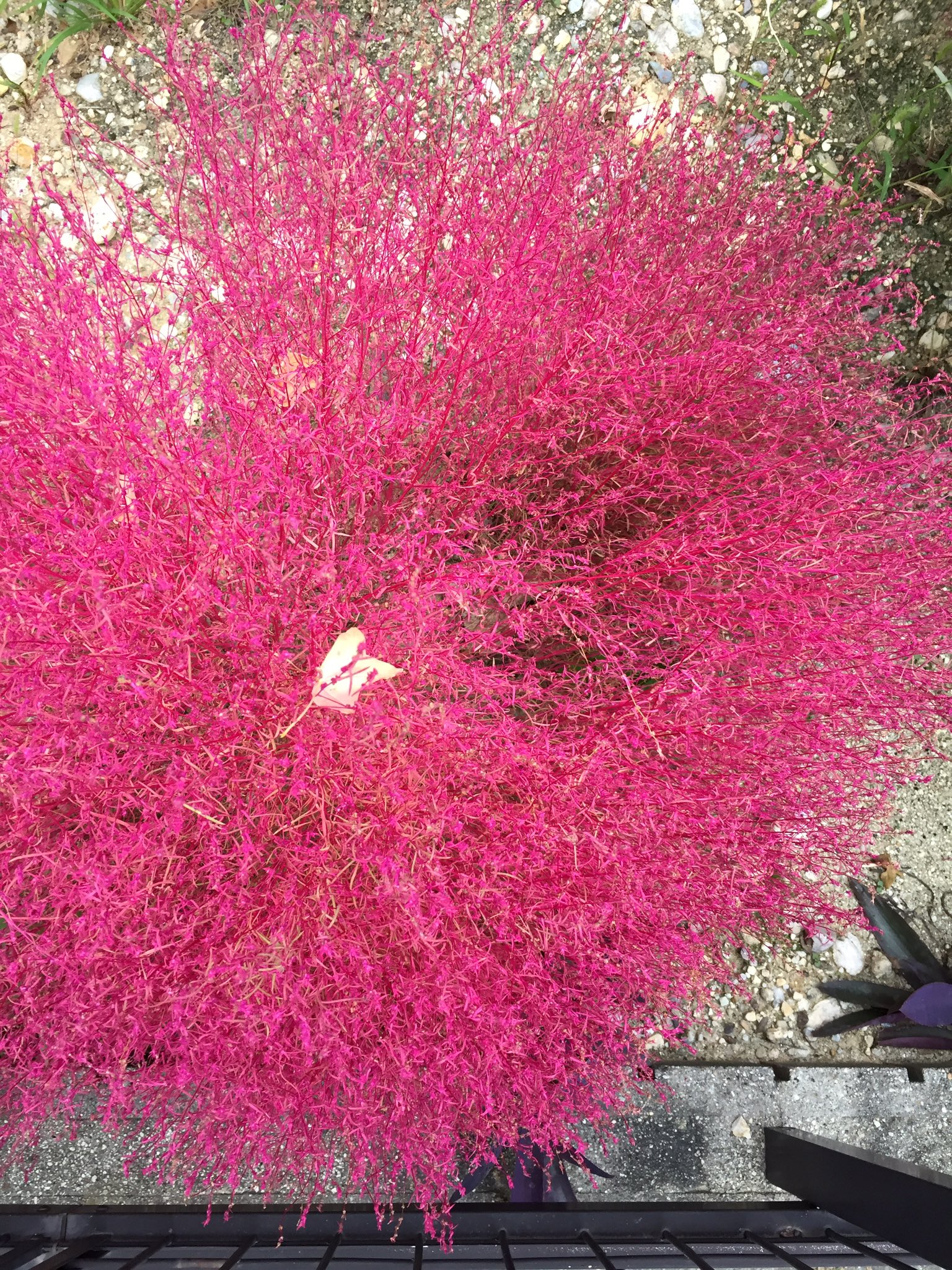 Takashi Kawano (TakashiKawano87) / Twitter