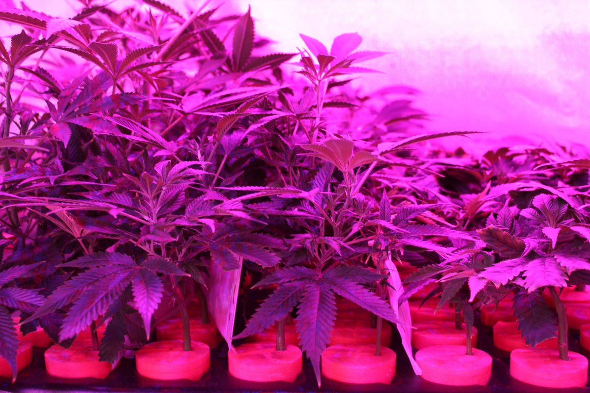 LeefSuzy's tweet photo. Good things always start small. #LeefOil #i502producerprocessor #indoorperpetualgrow #co2oil #tollandsplitprocessing #babiesarecute https://t.co/WCuiK5KdTu