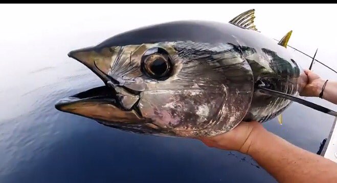 Jeanpascal06's tweet photo. Si vous souhaitez offrir une sortie en pêche au thon en no kill : ren. et resa 0650428205 https://t.co/iS22dYM4no ... un vrai pro! @YoBaryo https://t.co/r5pzyvcVGr