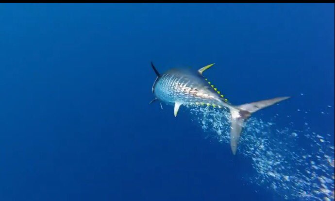 Jeanpascal06's tweet photo. Si vous souhaitez offrir une sortie en pêche au thon en no kill : ren. et resa 0650428205 https://t.co/iS22dYM4no ... un vrai pro! @YoBaryo https://t.co/r5pzyvcVGr