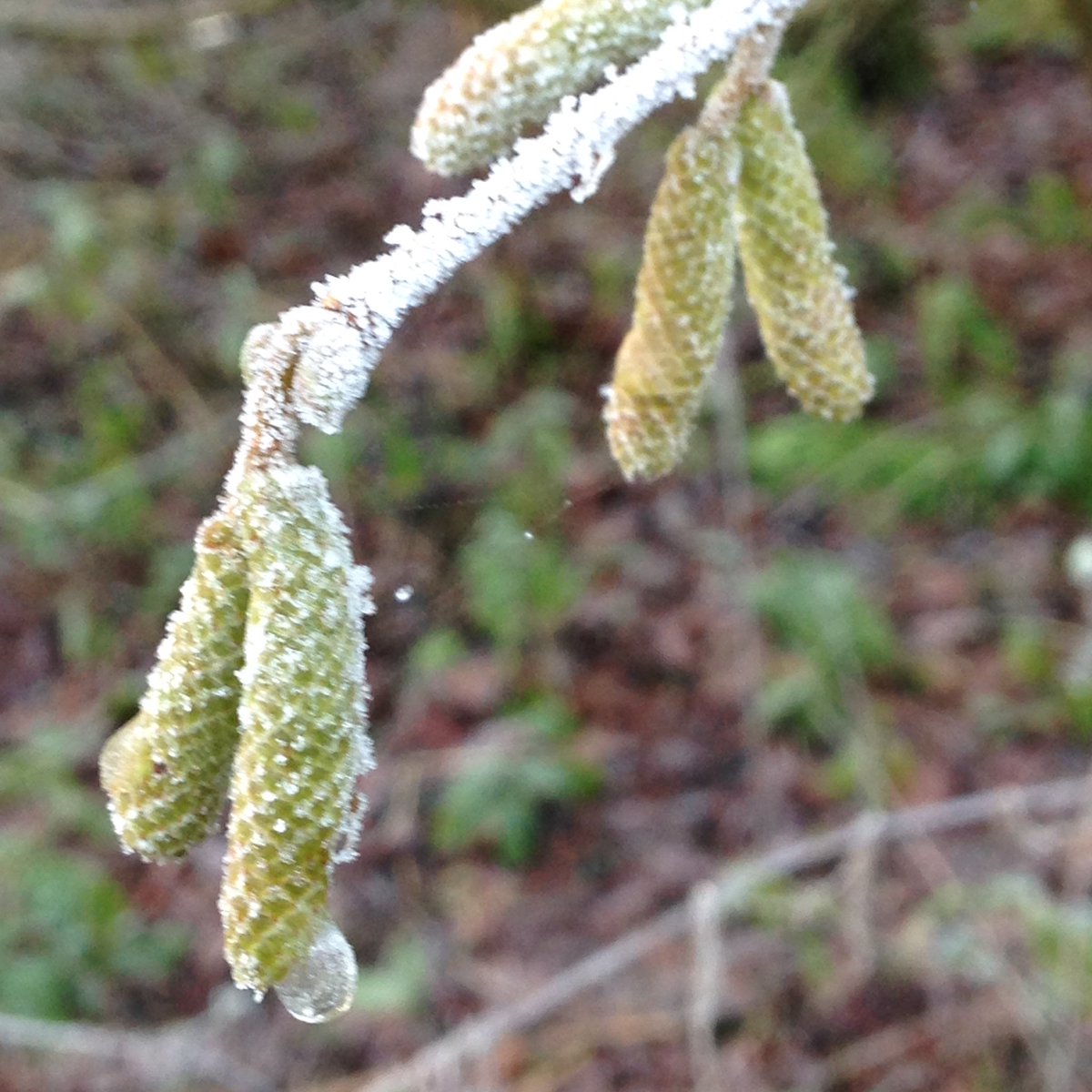 jonniewalks's tweet photo. Winter is the most fascinating season when you look for signs of Spring! Look through the gloom, it's happening! #getoutside #Countryside https://t.co/688RvEsDaW
